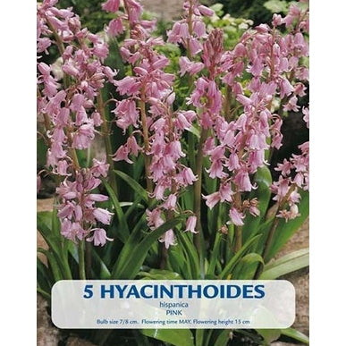 Spansk Klockhyacint Rosa 5-pack